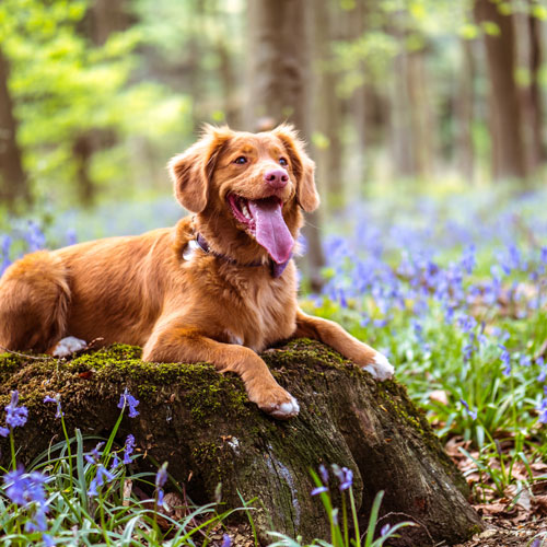 Doggy Holiday Dienstleistungen für Ihren Hund