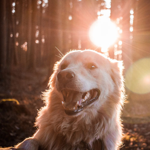 Doggy Holiday Dienstleistungen für Ihren Hund